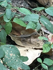 Stenocercus iridescens