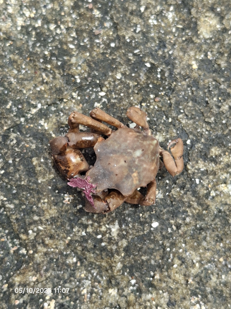 jacknife spider crab