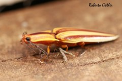 Semiotus serraticornis