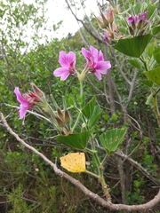 Pelargonium cucullatum cucullatum