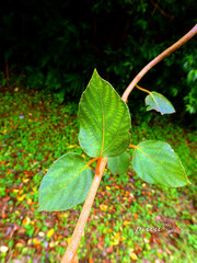 Actinidia rufa