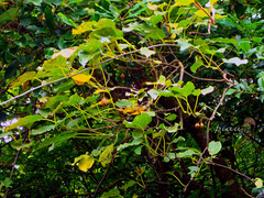 Actinidia rufa