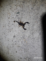 Euscorpius flavicaudis