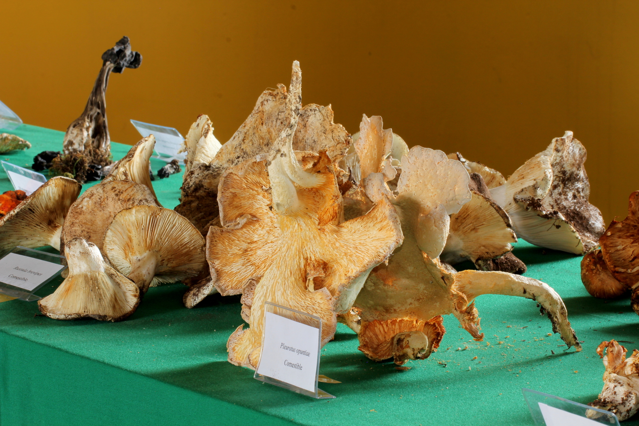 Pleurotus opuntiae image