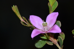 Boronia crenulata