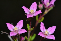 Boronia scabra