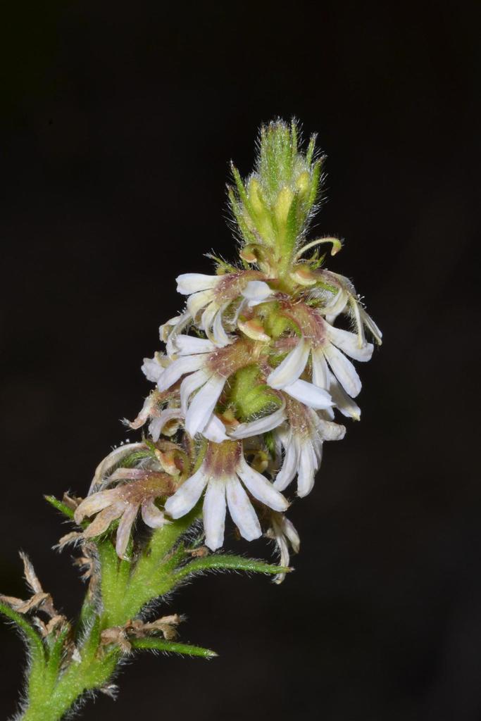 long-leaved scaevola