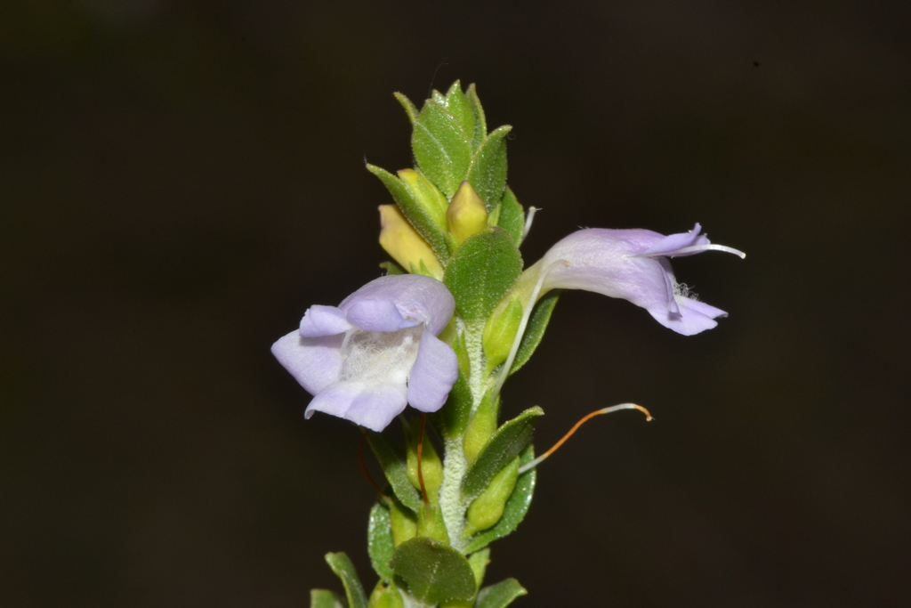 Eremophila lehmanniana