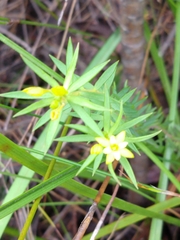 Gnidia juniperifolia