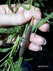 Proserpinus proserpina