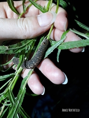 Proserpinus proserpina