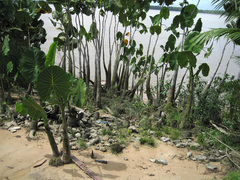 Montrichardia linifera