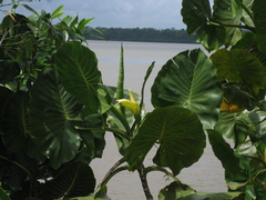 Montrichardia linifera