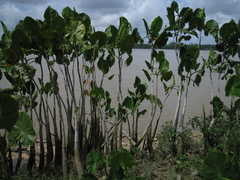 Montrichardia linifera