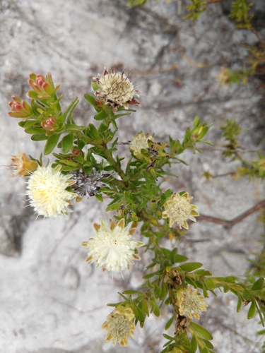 Palmiet silkypuff (Diastella fraterna)