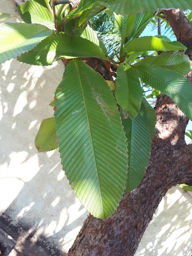 elephant apple