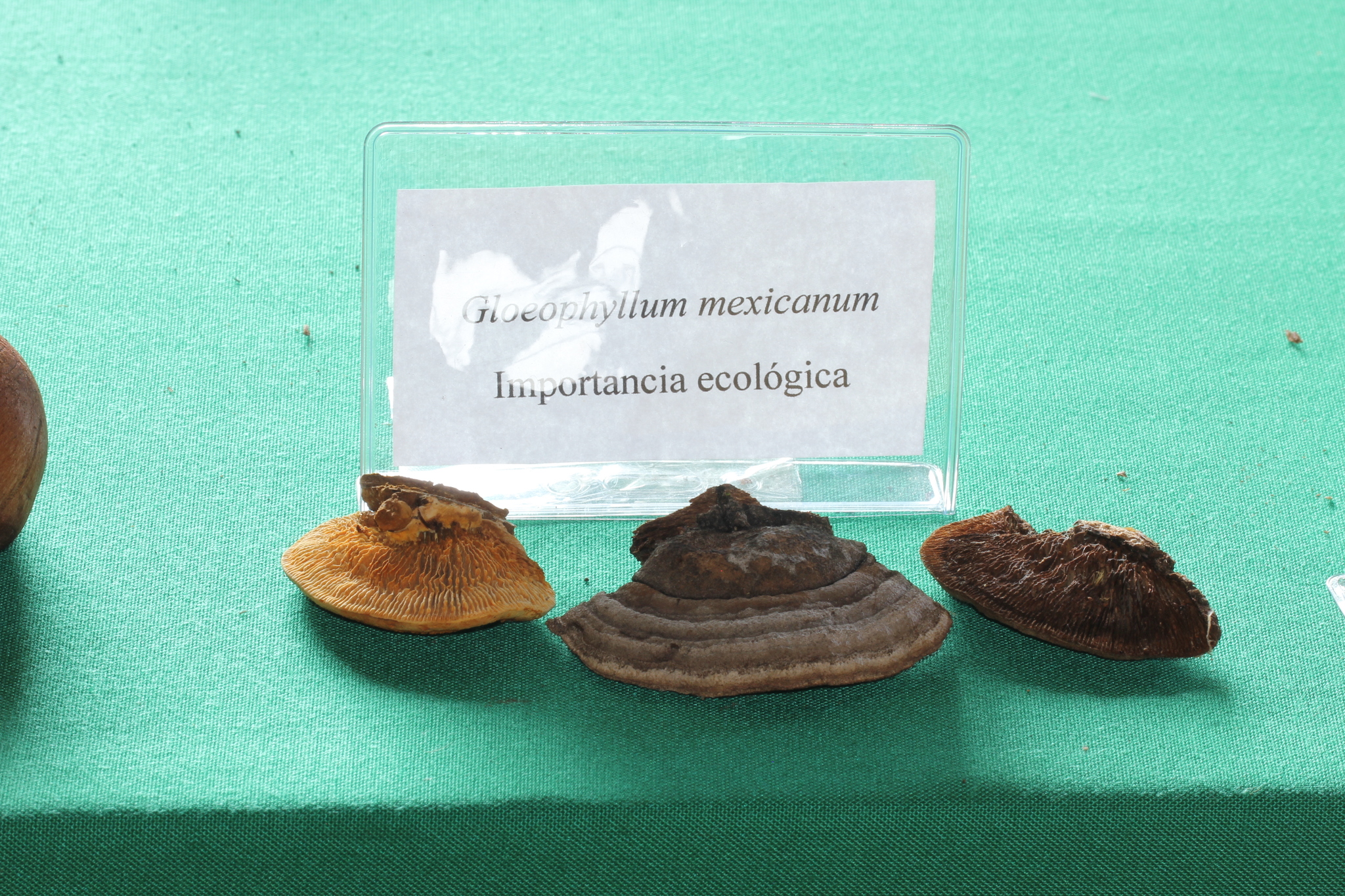 Osmoporus mexicanus image