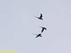 Psittacula krameri manillensis