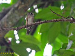 Muscicapa muttui