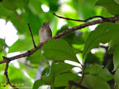 Muscicapa muttui