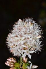 Calytrix tetragona