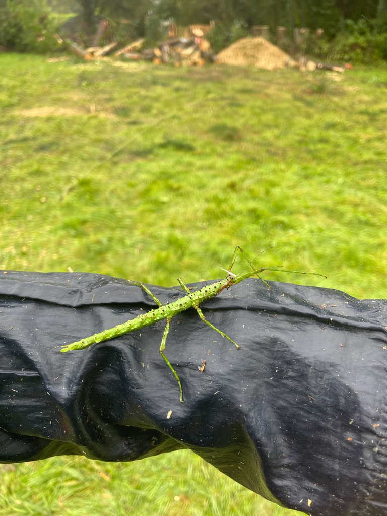 Pickwick Insect prickly stick insect from Tigley Cottages, Totnes, England, GB on ...