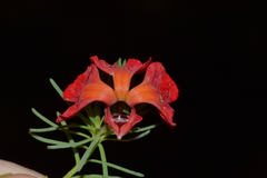 Leschenaultia formosa, photograph T. Hammer, CC BY, iNaturalist via GBIF