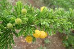 Vachellia permixta