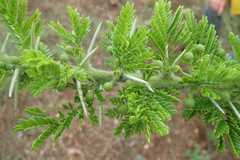 Vachellia permixta
