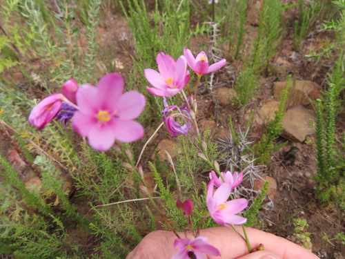 Ruens Kalossie (Ixia longituba)