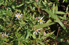 Symphyotrichum × salignum