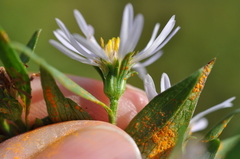 Symphyotrichum × salignum