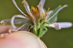 Symphyotrichum × salignum