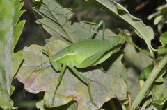 Isophya pyrenaea