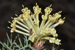 Petrophile divaricata