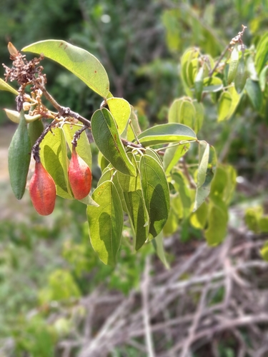 Connarus monocarpus observed 2025-10-05