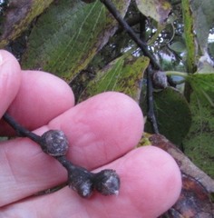 Pachypsylla celtidisgemma