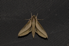 Theretra queenslandi