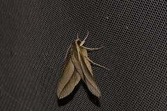 Theretra queenslandi