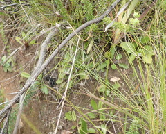 Alepidea delicatula