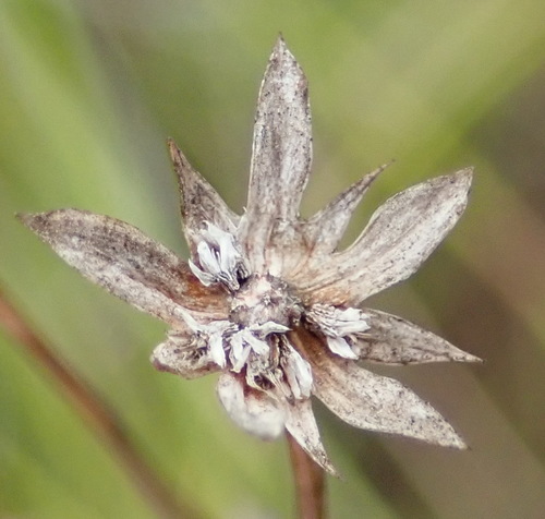 Image of Alepidea delicatula by (c) Nicola van Berkel, some rights reserved (CC BY-SA)