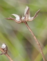 Alepidea delicatula