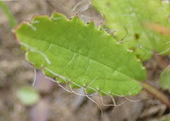 Alepidea delicatula