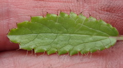Alepidea delicatula
