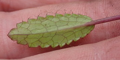 Alepidea delicatula