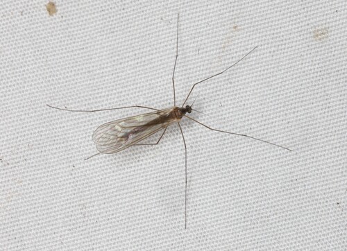 Unknown species found near Thunder Bay District, ON, Canada