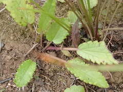 Alepidea delicatula