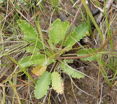 Alepidea delicatula