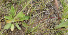 Alepidea delicatula