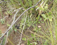Alepidea delicatula